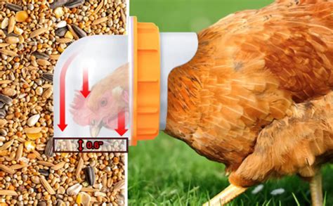 Vištų auginimo būdų palyginimas