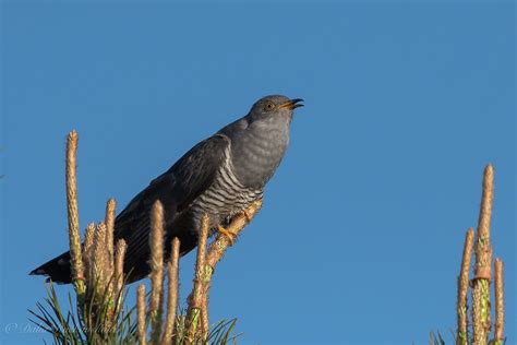 Simboliai, susiję su Junona: povas, gegutė, lotoso gėlė