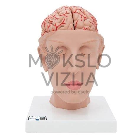 Žmogaus galvos skerspjūvis su parodytais sinusais