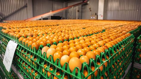 Indikatoriai, rodantys kiaušinių maistinę vertę