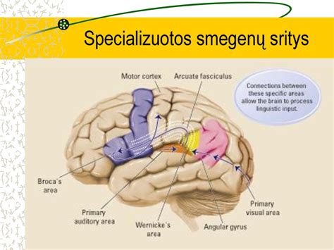 vaikų smegenų vystymasis ir kalbos
