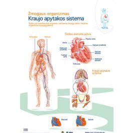 schematinis kraujotakos sistemos paveikslėlis