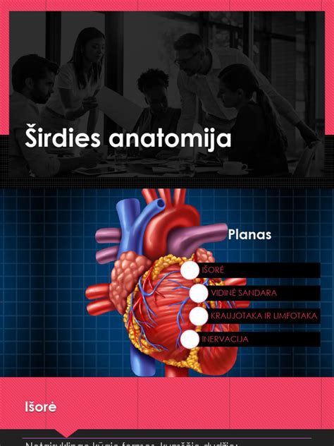Vaiko širdies anatomija