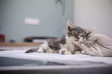 Gyvūnų prieglauda Lietuvoje