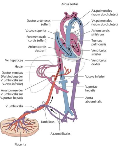 Placentos kraujotaka