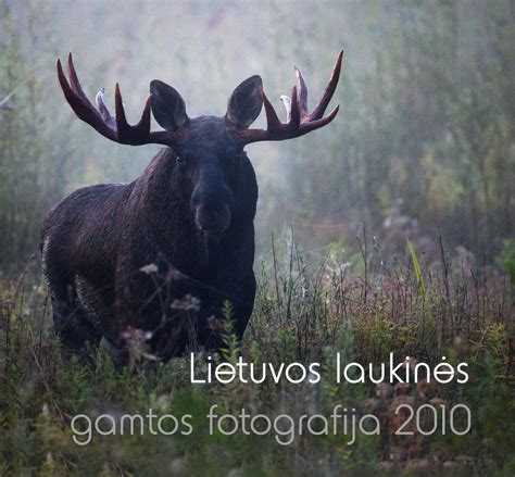 Lietuvos laukinės gamtos įvairovė