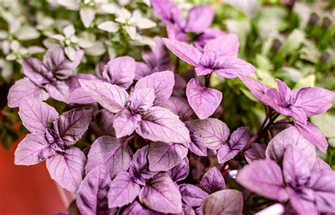 Baziliko lapai ir jų augimas