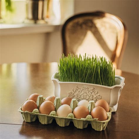 Kalakuto kiaušinio dydis ir spalva