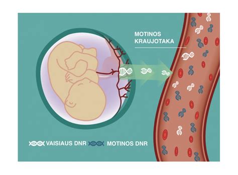 Moters ir vaisiaus DNR tyrimas