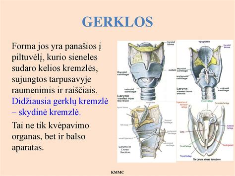 schematinė gimdymo takų anatomija