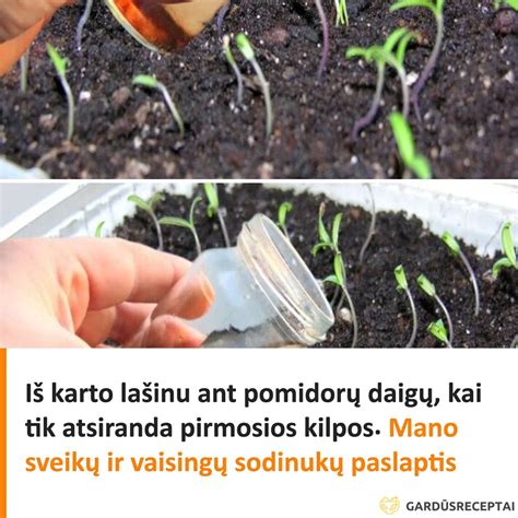 tręšiamų pomidorų daigų eilė