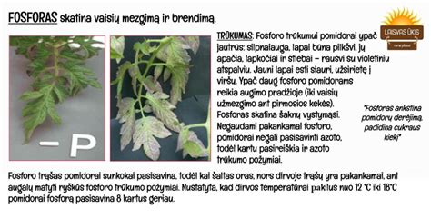 schematinis pomidorų tręšimo kalendorius