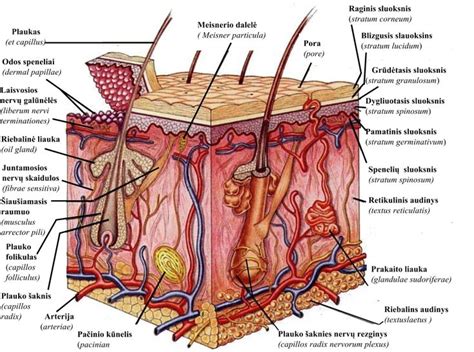 naujagimio odos sluoksniai