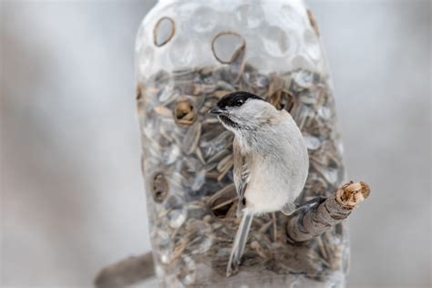 Lesyklėlė iš plastikinio butelio