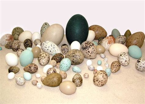 Margumo pavyzdžiai ant paukščių kiaušinių