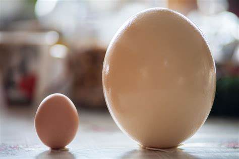 Stručio ir kolibrio kiaušinių palyginimas