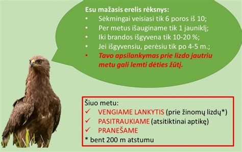 Pavyzdžiai įvairių paukščių lizdų