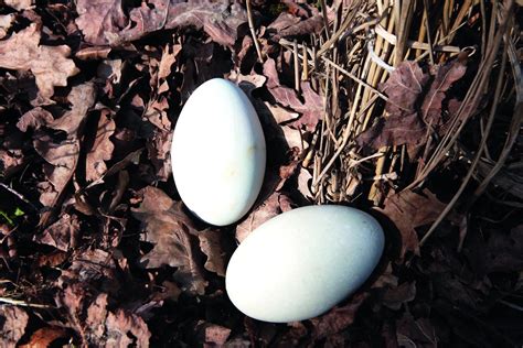 Įvairių spalvų ir raštų paukščių kiaušiniai