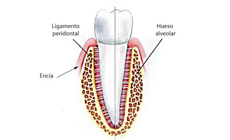 Schematinis burnos ertmės pjūvis su paaiškintomis periodonto struktūromis